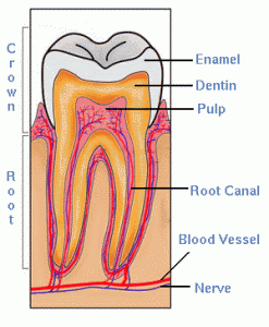 Root Canal Therapy Dentist